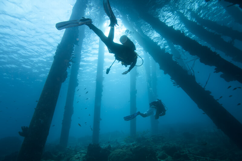 bonaire marine life